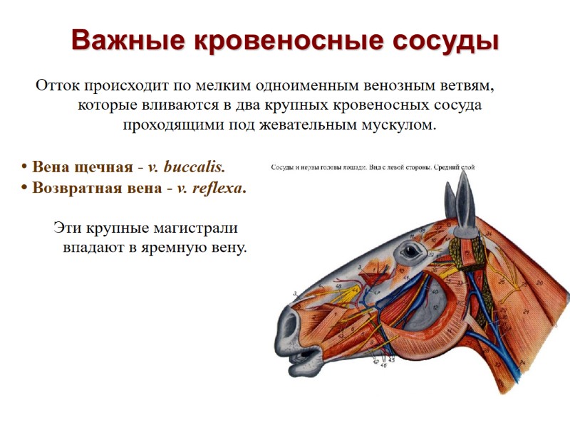 Важные кровеносные сосуды • Вена щечная - v. buccalis. • Возвратная вена - Важные кровеносные сосуды • Вена щечная - v. buccalis. • Возвратная вена -